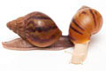Achatina achatina achatina Nigeria F1 typ 2 albino body juvenil
